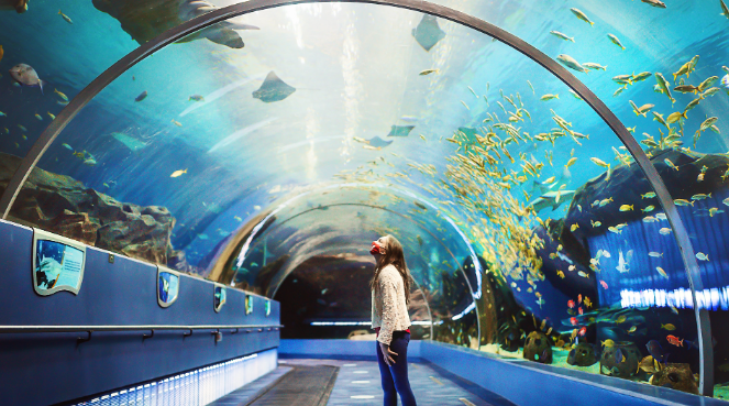 Georgia Aquarium